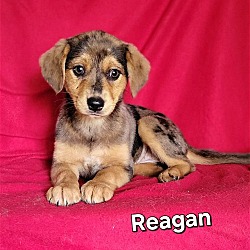 Photo of Reagan