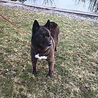 adopt-pet