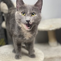 adopt-pet