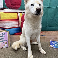adopt a pet