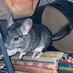 Forever Feisty Chinchilla Rescue In Granby Connecticut