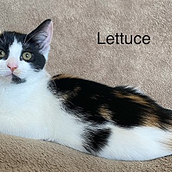 Thumbnail photo of Lettuce #3