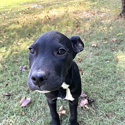 Photo of Bruno