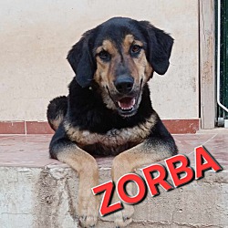 Thumbnail photo of Zorba #1