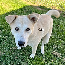 Thumbnail photo of Olaf #4
