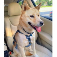 adopt-pet