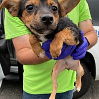 adopt a pet
