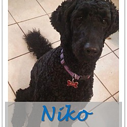 Thumbnail photo of Niko #1