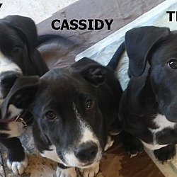 Thumbnail photo of Cassidy (in adoption process) #4