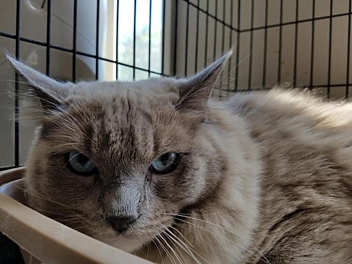 Kirkland Wa Ragdoll Meet Rascal A Pet For Adoption