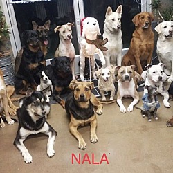 Thumbnail photo of Nala -- Courtesy Listing #2