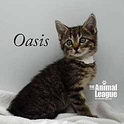 Thumbnail photo of Oasis #2