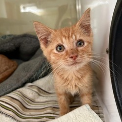 Photo of Tigger