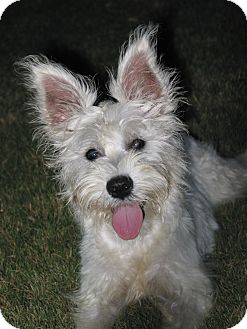 Frisco Tx Westie West Highland White Terrier Meet Molly A Pet For Adoption