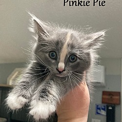 Photo of Pinkie Pie