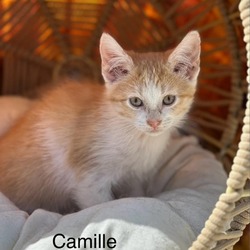 Photo of Camille - Seabolt Litter 7 of 7