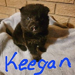 Photo of Puppy Irish Keegan