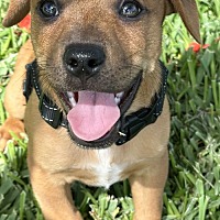 adopt a pet