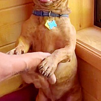 adopt a pet