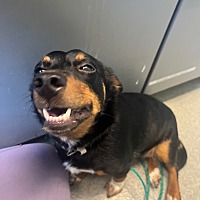 adopt a pet