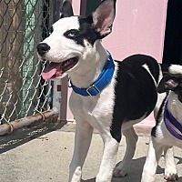 adopt a pet
