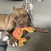 adopt a pet