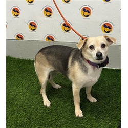 Photo of Bellatrix, adoptable Chihuahua in Land O'Lakes, Florida