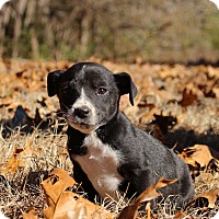 Southbury, CT - Labrador Retriever. Meet Gypsy~ meet me! a ...