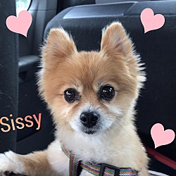 Photo of SISSY