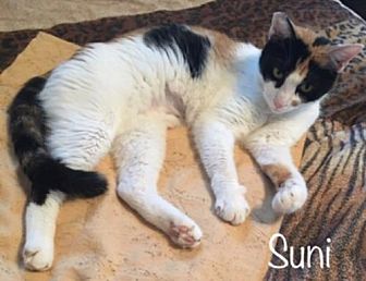 Adopt A Pet Petsmart Charities