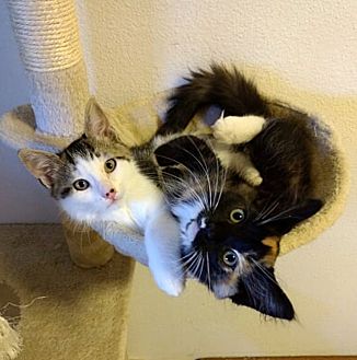 Adopt A Pet Petsmart Charities