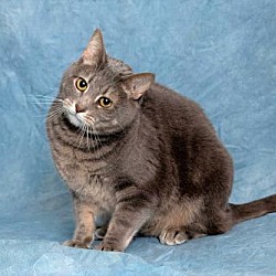 Kittens For Sale In Allentown Pennsylvania Adoptapet Com