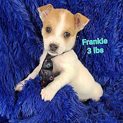 Photo of Frankie(3lbs)