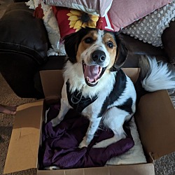 Photo of Piper