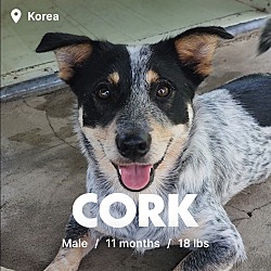 Photo of Cork