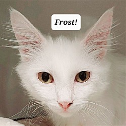 Photo of Frost