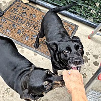 adopt a pet