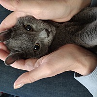 adopt a pet