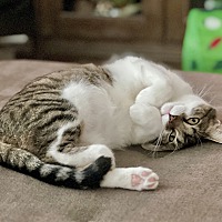 adopt a pet