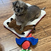 adopt a pet
