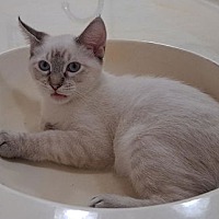 adopt-pet