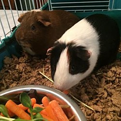 Thumbnail photo of Jelly and Bean #1