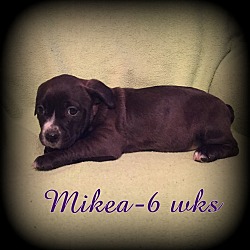 Thumbnail photo of Mikea #4