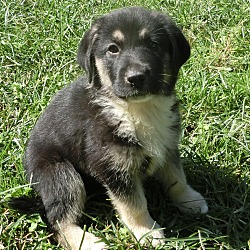 Thumbnail photo of Orla~adopted! #1