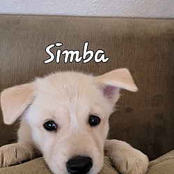 Photo of SIMBA