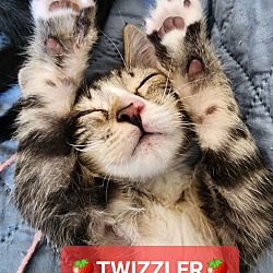 Thumbnail photo of :::Twizzler::: #1