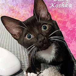 Thumbnail photo of KOSHKA (adopt with Earl) #2