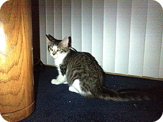 Sterling Hgts Mi Domestic Shorthair Meet Lexie Big Fluffy