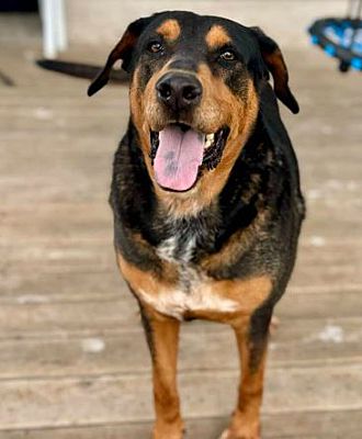 Mead, CO - Doberman Pinscher/Rottweiler. Meet Coco a Pet for Adoption ...