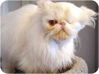 New York Ny Persian Meet Mrs Bigglesworth A Pet For Adoption